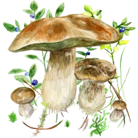 Mushrooms app