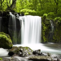 Relax Forest: sleep sounds